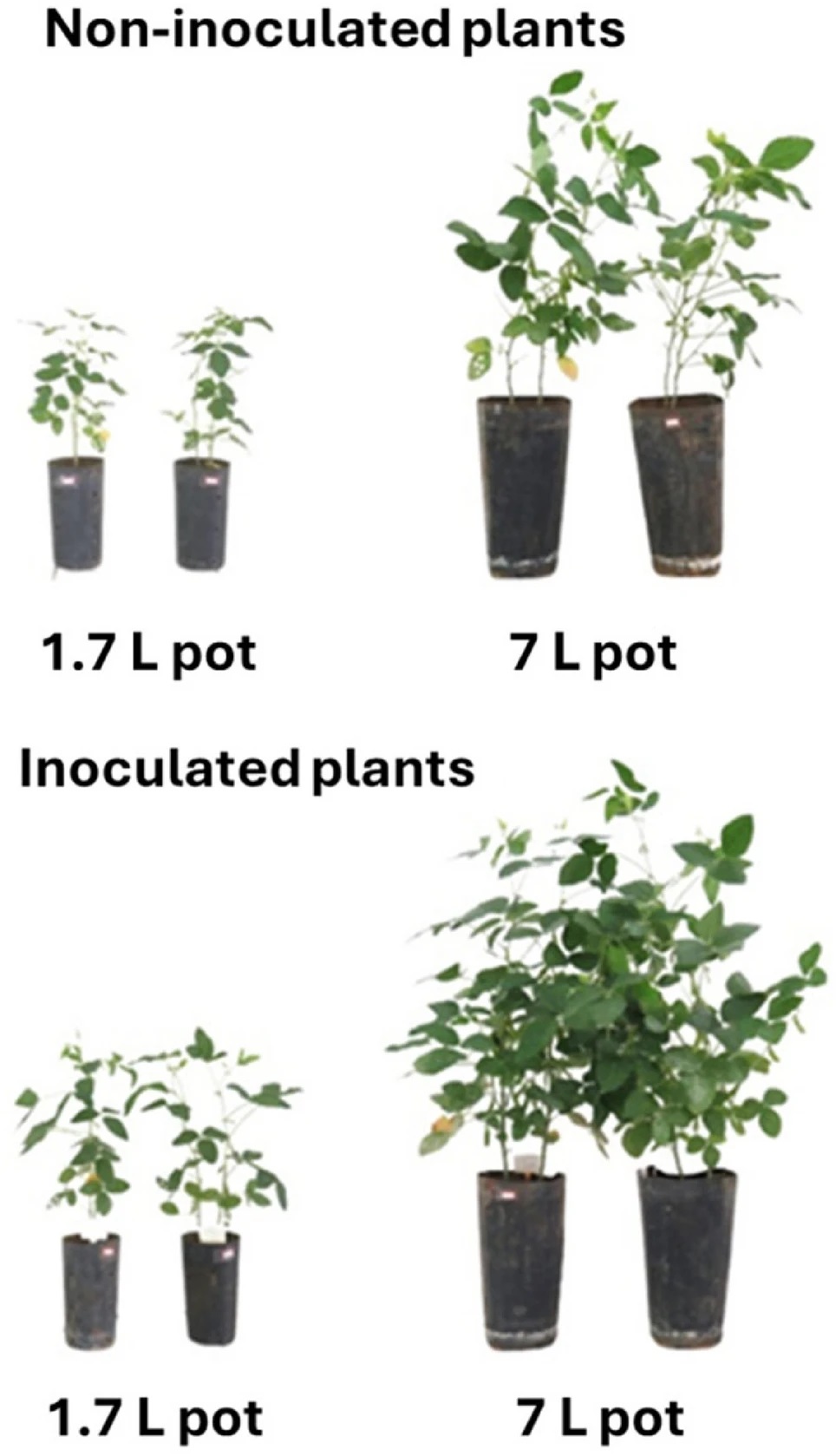 Small Pot Size Limits Soybean Growth and Affects the Symbiosis with Bradyrhizobium japonicum