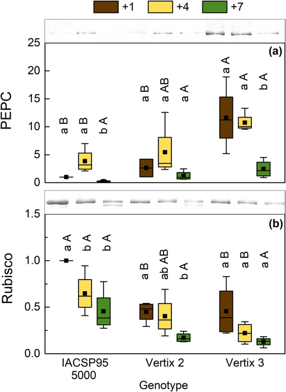 Canopy-Level Photosynthetic Homogeneity Accounts for Greater Biomass in Energy Cane Compared to Sugarcane