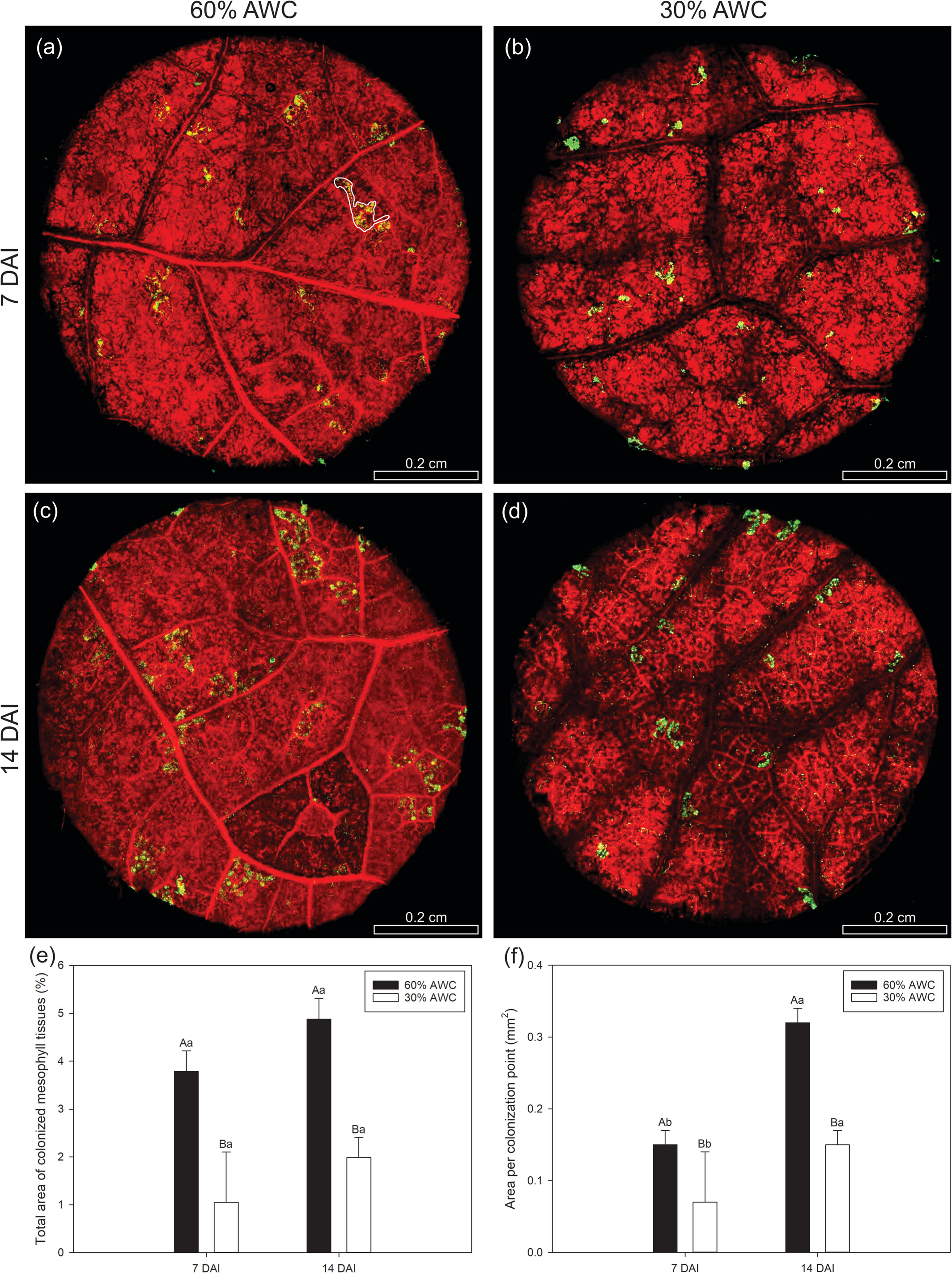 Late Leaf Rust Monocyclic Components and Primary Metabolism of Raspberry Plants Facing Water Deficit