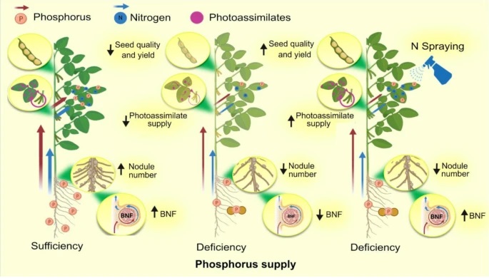 Leaf Nitrogen Spraying Improves Photosynthesis, Seed Quality and Yield of Soybean Plants Facing post-flowering Phosphorus Deficiency
