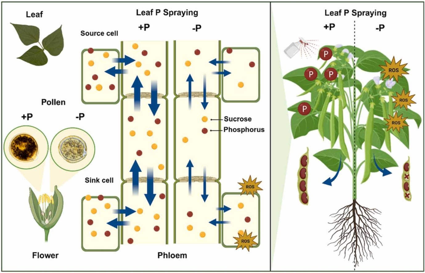 Pre-anthesis phosphorus sprays boost reproductive development and seed yield in heat-stressed Phaseolus vulgaris L.