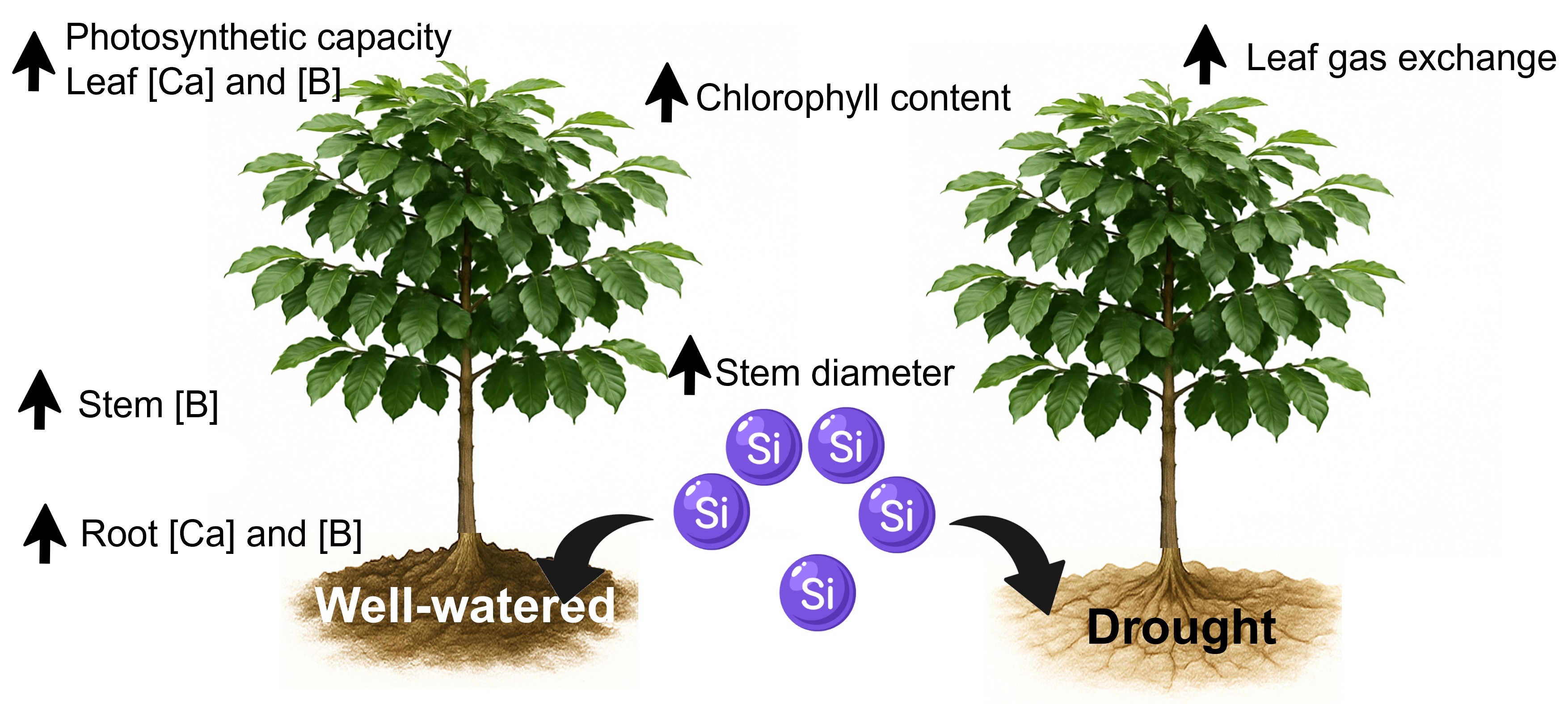 Soil Ca2SiO4 Supplying Increases Drought Tolerance of Young Arabica Coffee Plants Soil 