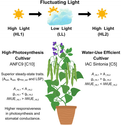 Looking for a common bean ideotype with high photosynthesis and water-use efficiency under light fluctuation