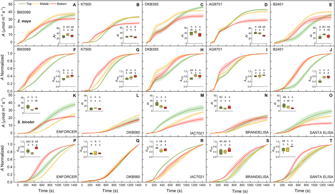 Photosynthesis induction varies along the canopies of Zea mays and Sorghum bicolor: linking fast responses and non-photochemical quenching relaxation to biomass production