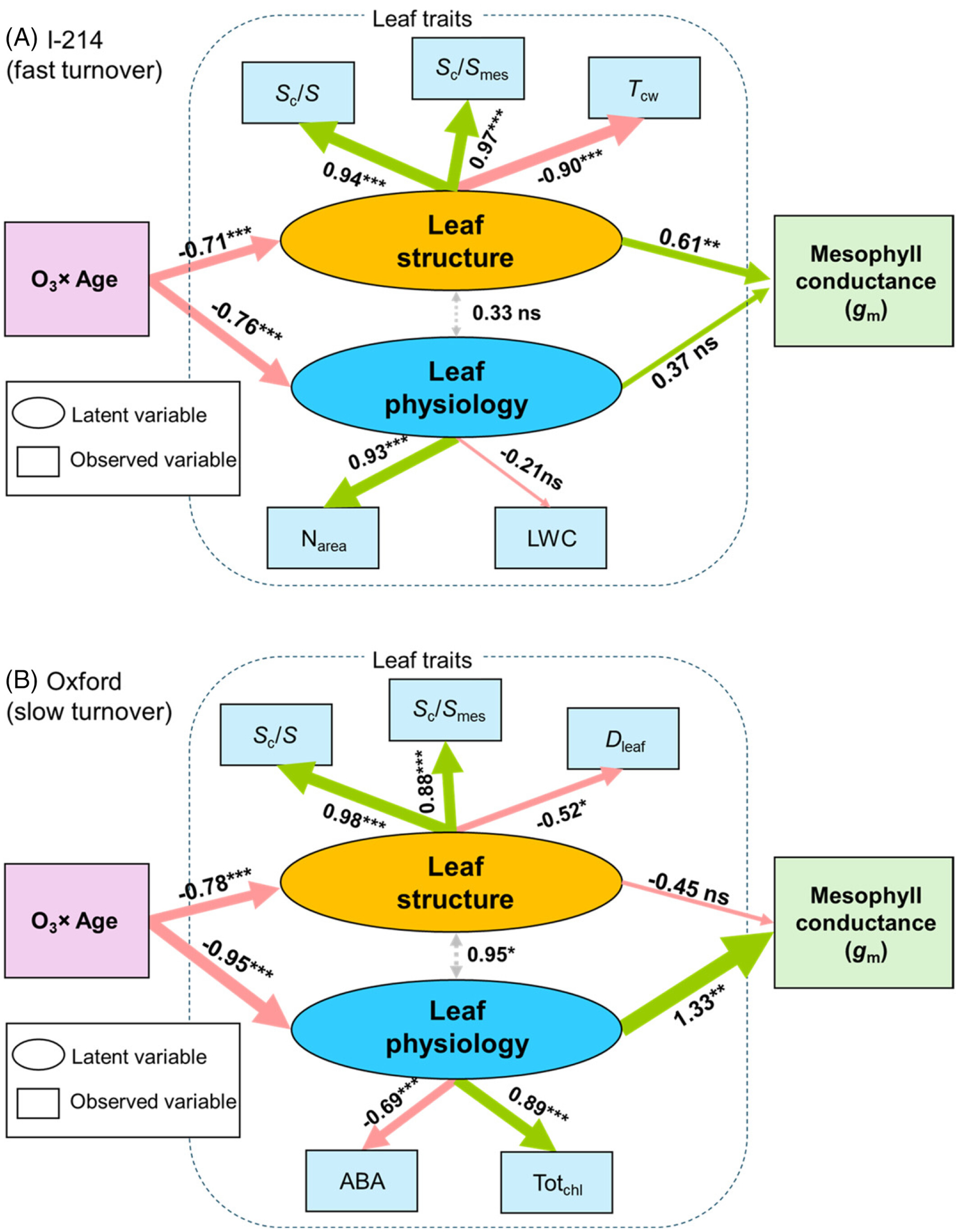 Leaf phenology determines the response of poplar genotypes to O3 through mesophyll conductance