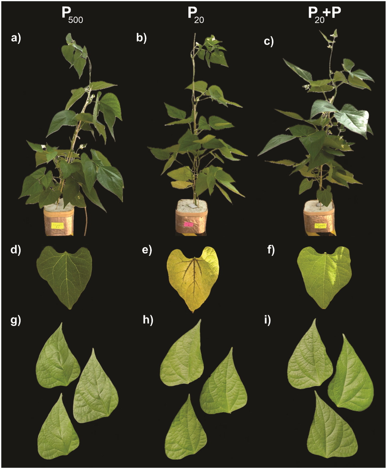 Leaf phosphorus spraying causes a fast and partial recovery of photosynthesis and improves biomass production of Phaseolus vulgaris L. plants facing phosphorus deficiency