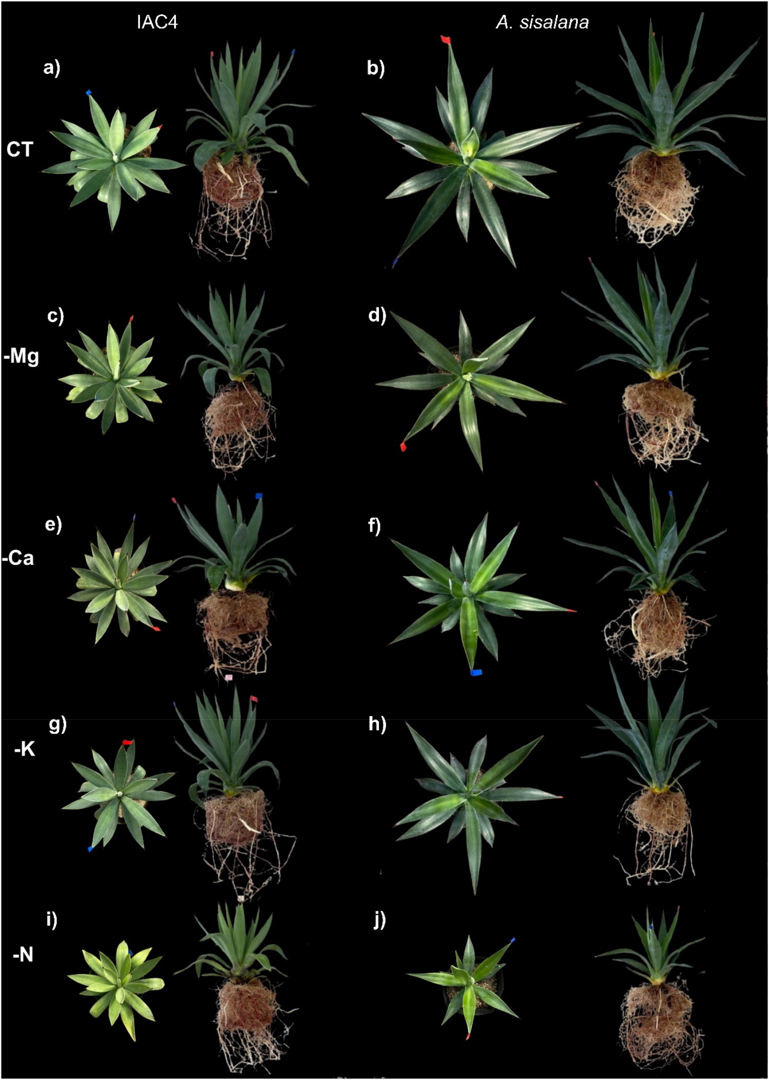 Nitrogen is the most limiting macronutrient for growth, photochemical performance and stomatal conductance in Agave spp