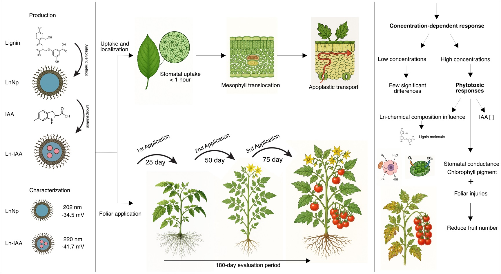 Foliar delivery and biological responses of lignin nanoparticle formulations encapsulating indole-3-acetic acid in cherry tomato plants