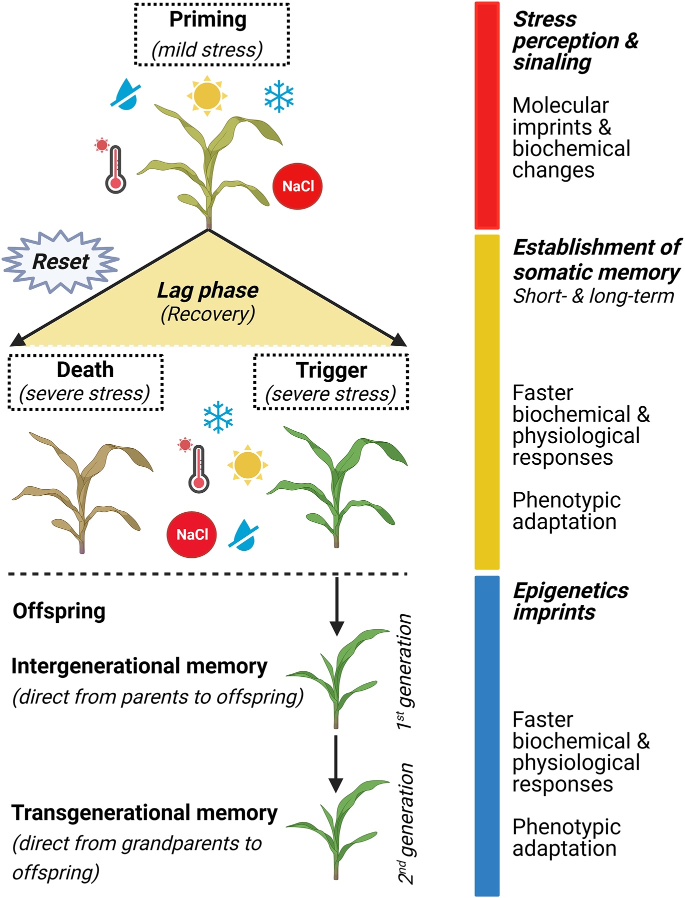 Stress memory in crops: what we have learned so far