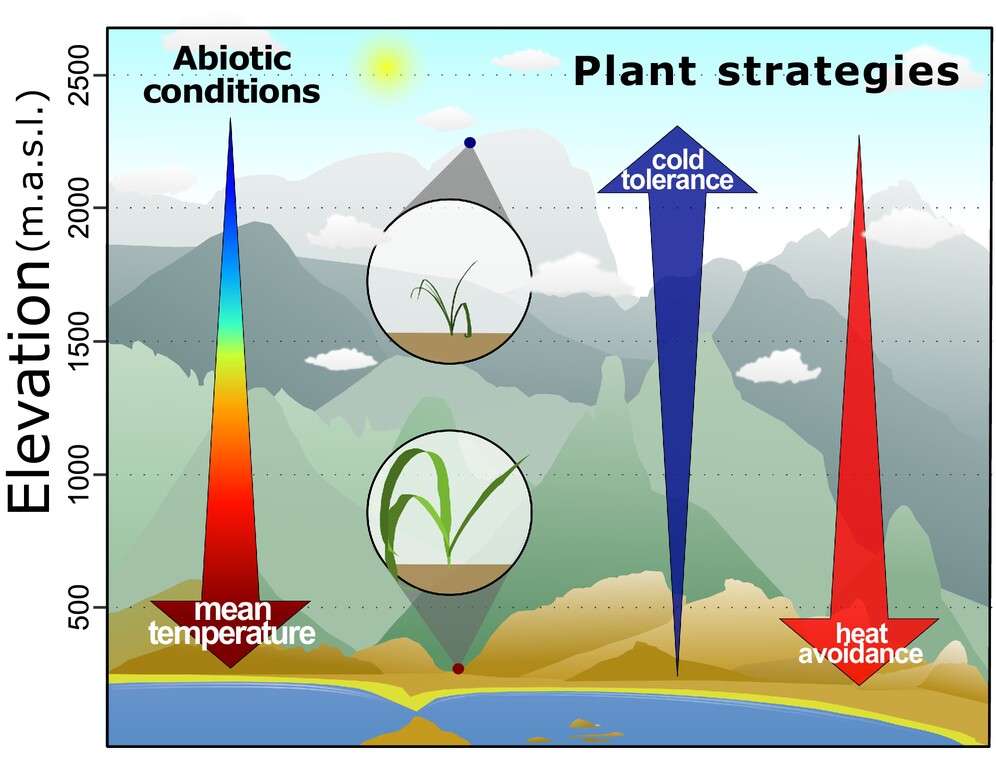 Bromeliad populations perform distinct ecological strategies across a tropical elevation gradient.