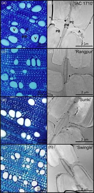 Rootstocks affect the vulnerability to embolism and pit membrane thickness in Citrus scions