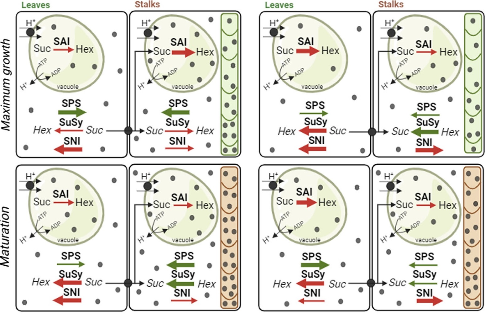 Physiological and biochemical processes underlying the differential sucrose yield and biomass production in sugarcane varieties