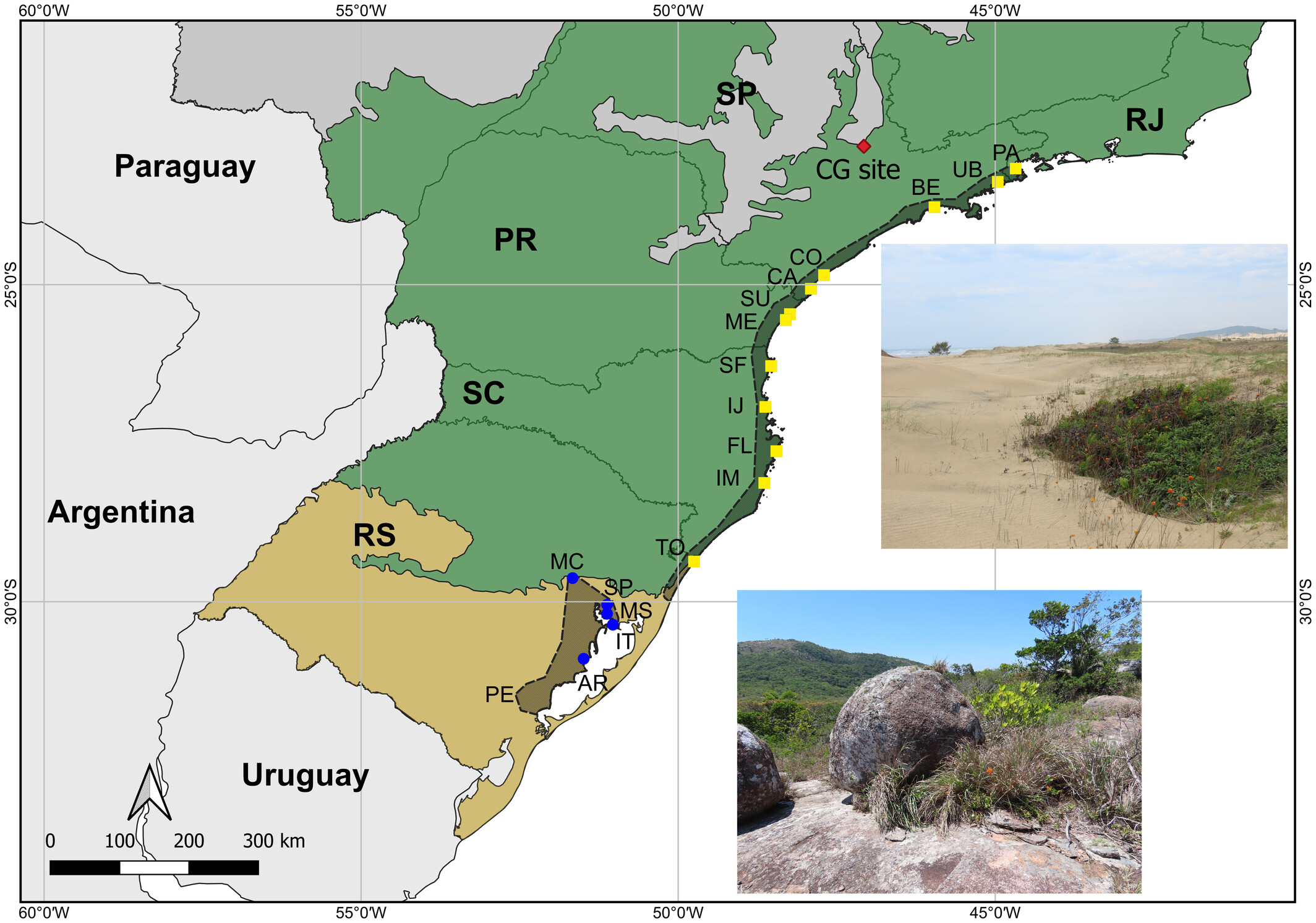 Phenotypic plasticity rather than ecotypic differentiation explains the broad realized niche of a Neotropical orchid species