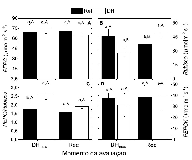 O déficit hídrico modifica a descarboxilação nas células da bainha do feixe vascular e reduz a atividade carboxilase da Rubisco em cana-de-açúcar.