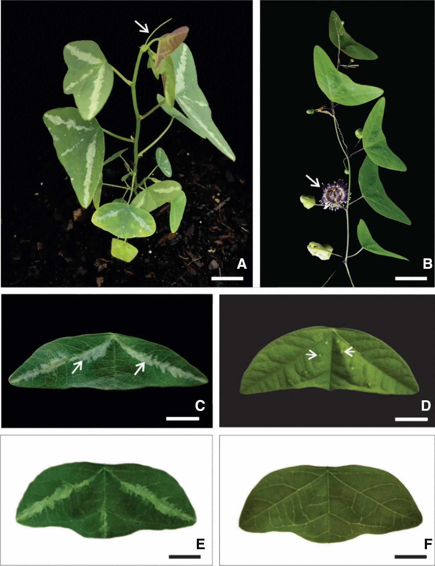 The structural nature of Passiflora organensis Gardner leaf variegation