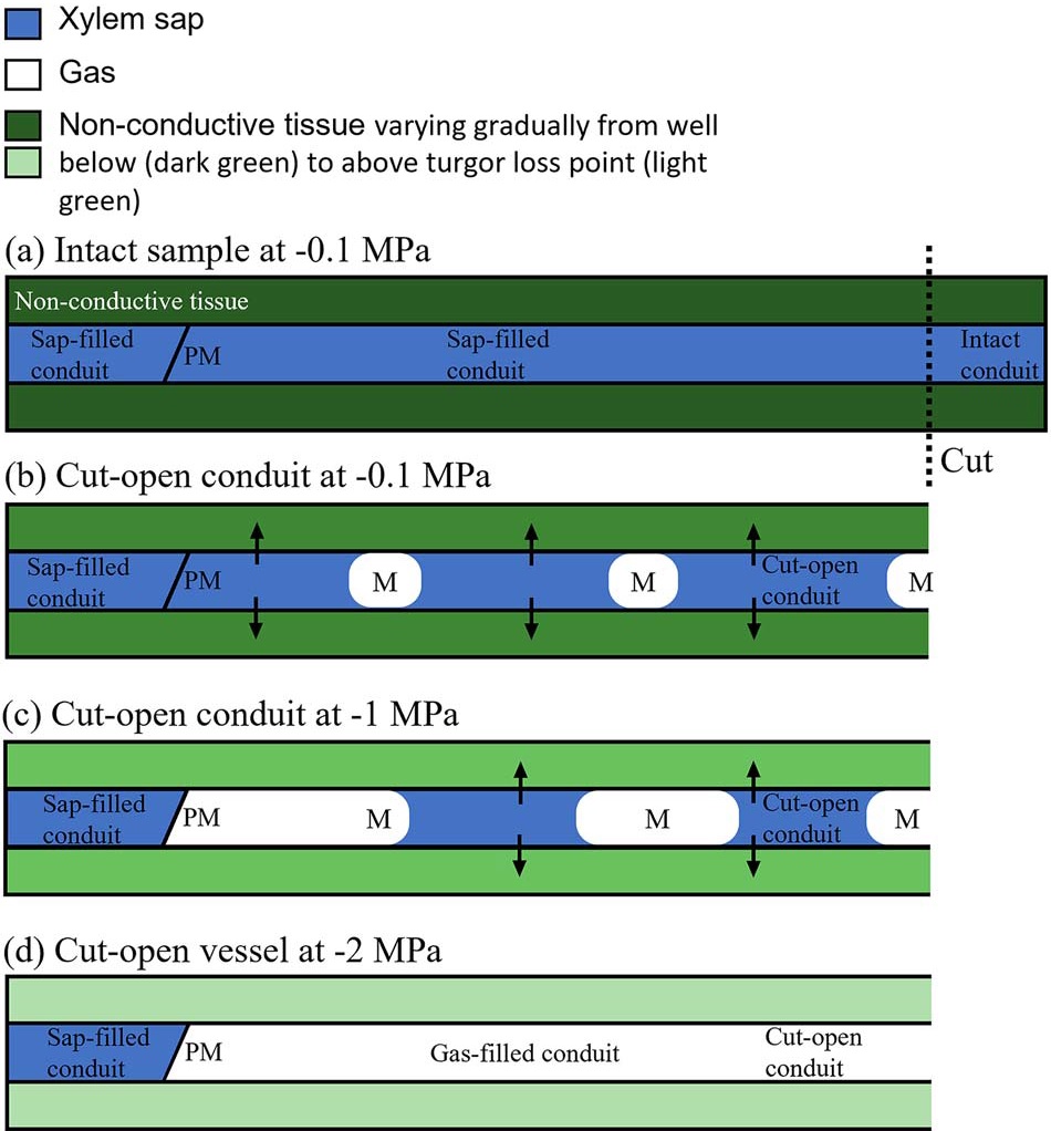 Xylem sap residue in cut-open conduits can effect gas discharge in pneumatic experiments