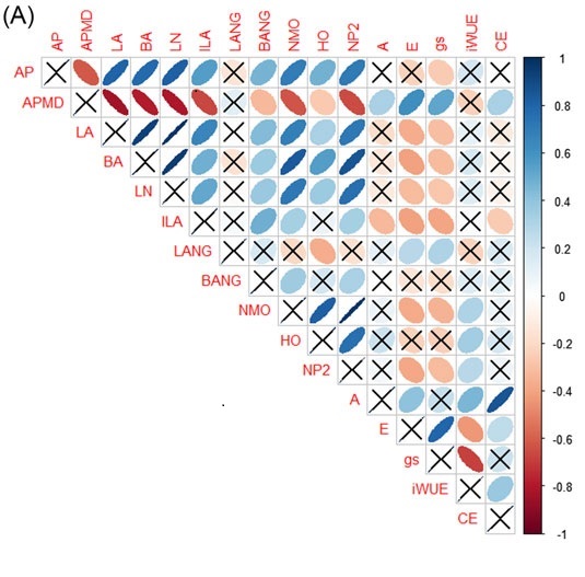 Drought responses in Coffea arabica as affected by genotype and phenophase. II – photosynthesis at leaf and plant scales