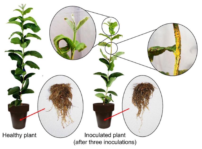 Damage to guava plants by multiple infections of Austropuccinia psidii